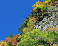 ０８４：色づく木々   十和田