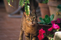 ０６０：イタリア カプリ島 　  猫