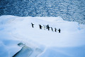 063：ジェンツゥーペンギン　南極　南極半島