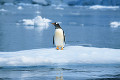 064：ジェンツゥーペンギン　南極　南極半島