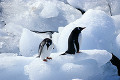 065：ジェンツゥーペンギン　南極　南極半島