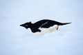 066：アデリーペンギン　南極　南極半島