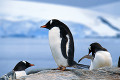 067：ジェンツゥーペンギン　南極　南極半島