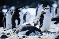 069：チンストラップペンギン　南極　南極半島