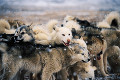 077：イヌイット犬のソリ　グリーンランド　ヤコブスハヴン
