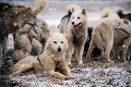 078：イヌイット犬のソリ　グリーンランド　ヤコブスハヴン
