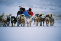 079：イヌイット犬のソリ　グリーンランド　ヤコブスハヴン