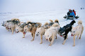 080：イヌイット犬のソリ　グリーンランド　ヤコブスハヴン