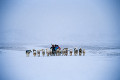 081：イヌイット犬のソリ　グリーンランド　ヤコブスハヴン