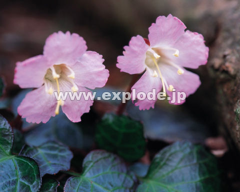 �C���E�`��