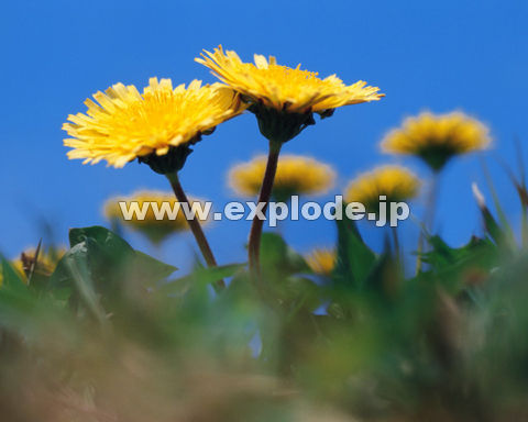 �J���g�E�^���|�| �����p
