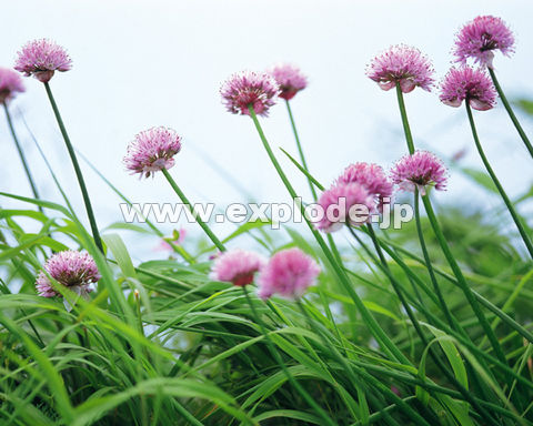 �V���E�}�T�c�L