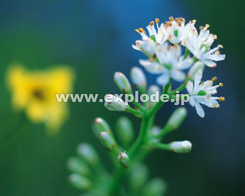 �C���V���E�u ��Ҋ�
