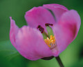 ベニバナヤマシャクヤク 紅花山芍薬