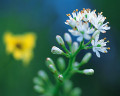 イワショウブ 岩菖蒲