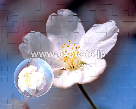 �O�X�R�F���̉� ���� �s���N