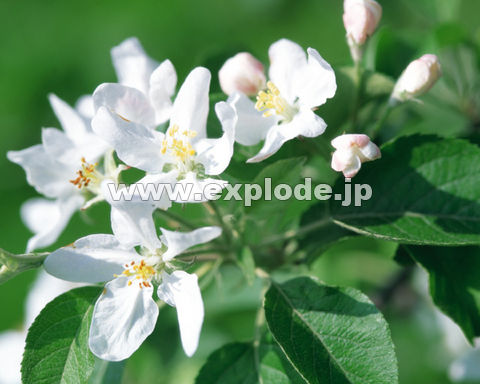 �O�P�Q�F�����S�̉�