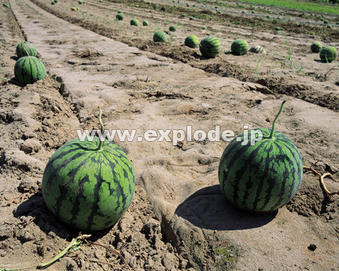 �O�Q�V�F�X�C�J
