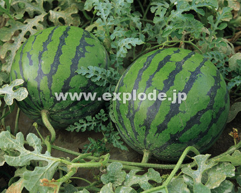 �O�Q�W�F�X�C�J