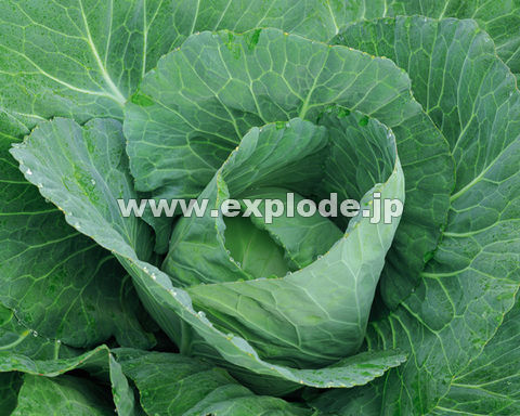 �O�V�S�F�L���x�c