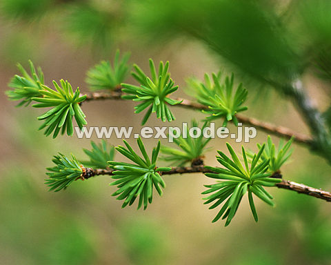 �J���}�c