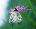 ツルボ 蝶