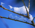 雪 木の芽