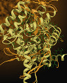 016: 蛋白の高次構造(α-ヘリックスとβ-シート構造)イメージ