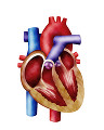 035: 人の心臓イメージ