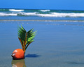 072： 海 波 砂浜 ヤシの実の置物 水平線 青空