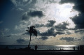 093： 海 砂浜 人々 ヤシの木 水平線 空 雲