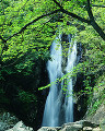 048：　新緑　滝　滋賀県滋賀郡 比良山