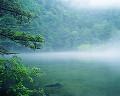 077：　木々　池　霧　長野県南安曇郡安曇村 明神池