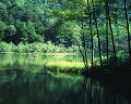 080：　新緑　池　長野県南安曇郡安曇村 明神池