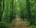 090：　森の小道　ドイツ・フランクフルト