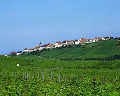 081：　フランス　アルザス　ブドウ畑に囲まれた村