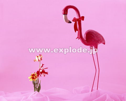 �t���~���S�̒u�� �� ���{��