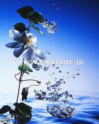 098： 水面 水飛沫 水滴 花 - MIX24098.jpg - 写真素材