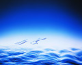 062：　水面　カモメのオブジェ