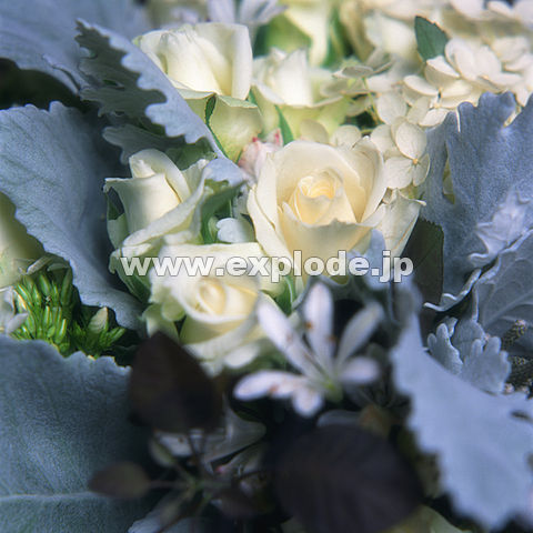 �o�� �t�����[�A�����W�����g