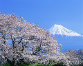 002：　静岡県　富士市　桜　4月