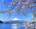 006：　山梨県　河口湖　桜　4月