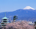 008：　静岡県　沼津市　香貫山　香陵台　五重塔　桜　4月