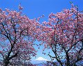 009：　静岡県　富士市　桜　4月