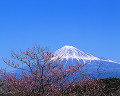 010：　静岡県　富士市　梅　2月