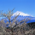 011：　静岡県　富士市　梅　3月