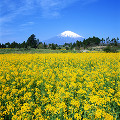 014：　静岡県　御殿場市　菜の花　4月