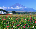 017：　山梨県　山中湖村　百日草　8月