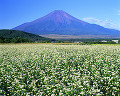 019：　山梨県　忍野村　ソバの花　8月