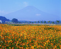 020：　山梨県　山中湖村　コスモス　9月